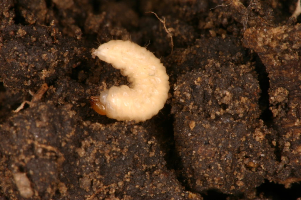 White Grubs Thrive on Soybean Roots