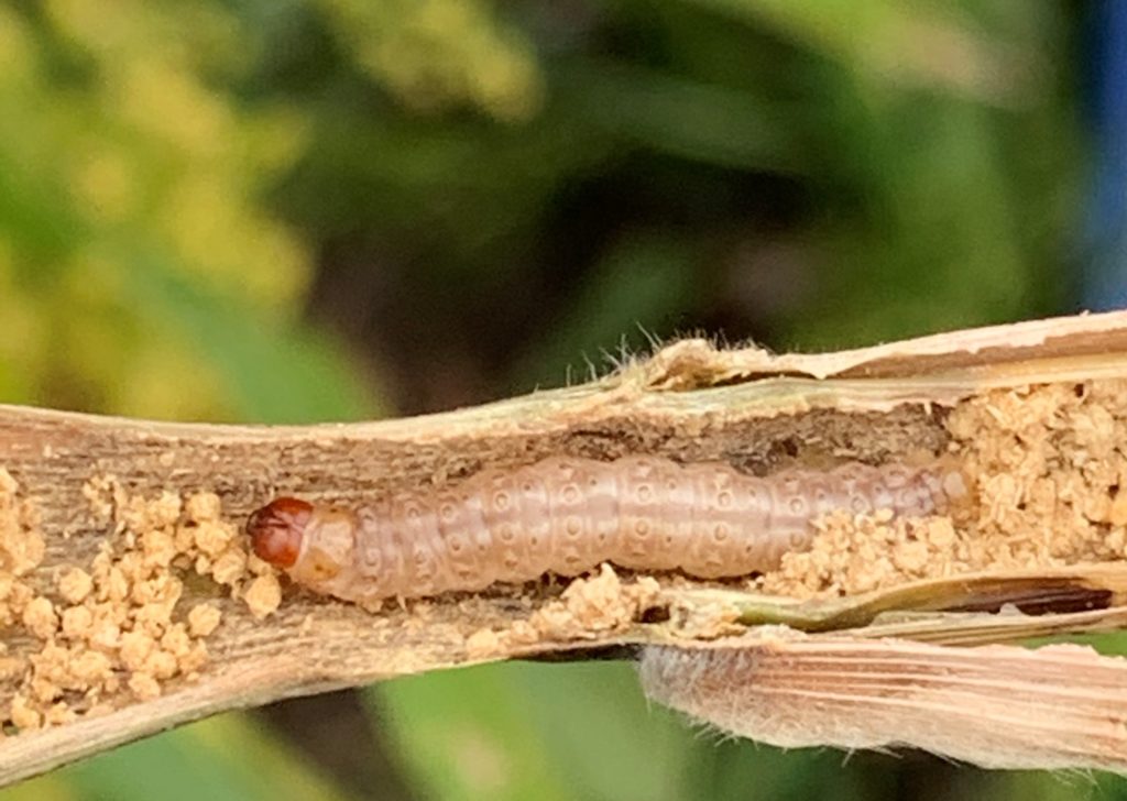 https://prairiepest.ca/wp-content/uploads/2022/07/ECB-larva-in-millet-John-Gavloski-Manitoba-Agriculture-1024x728.jpg