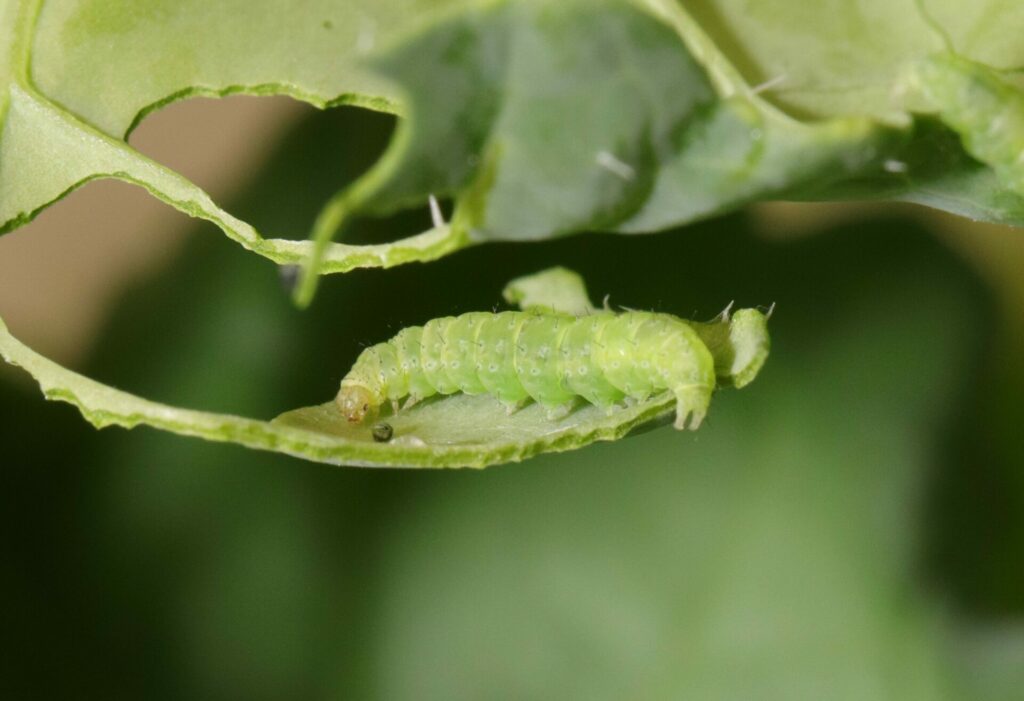 Update on area-wide monitoring for diamondback moth, aphids and